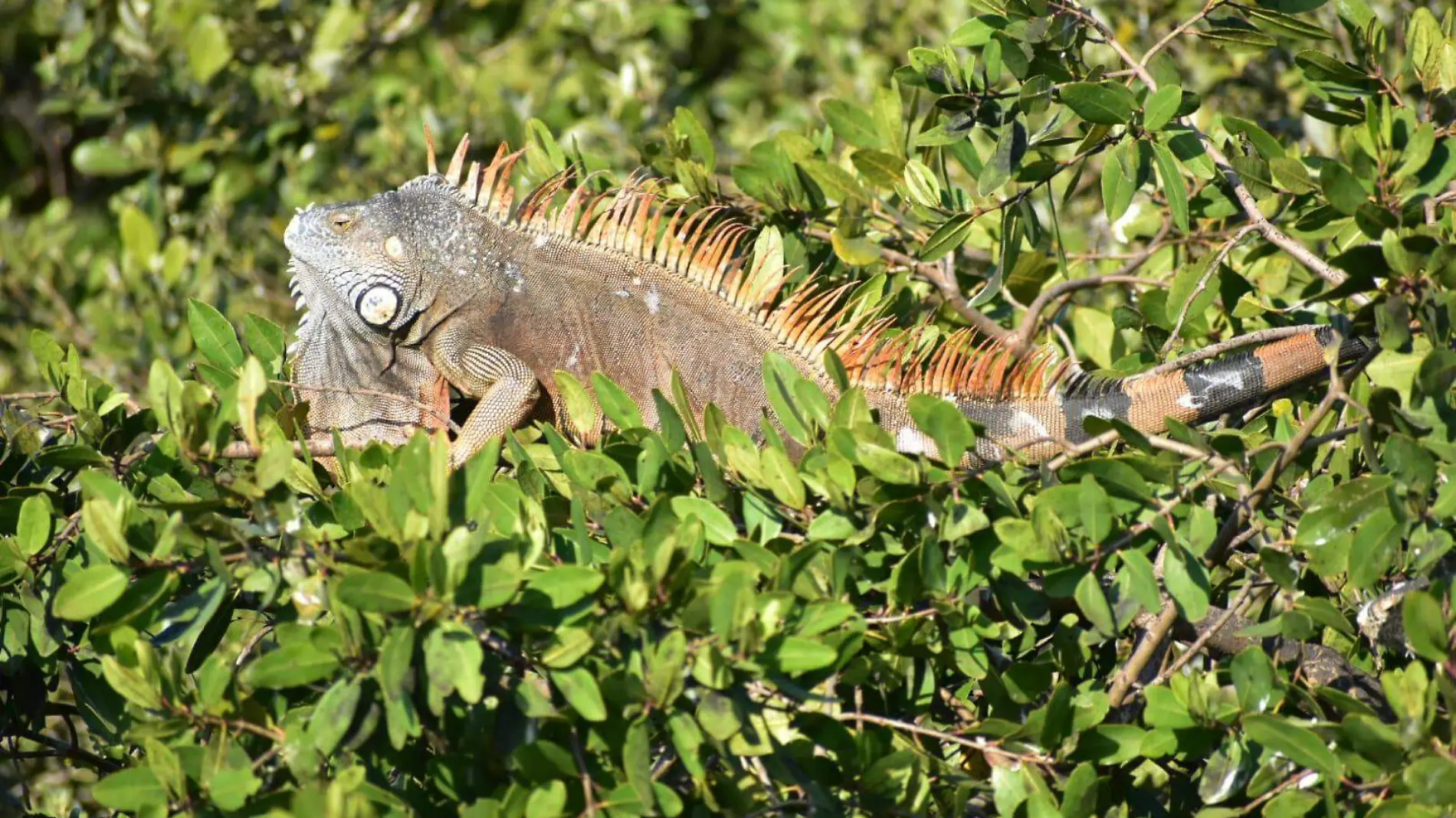 Iguana grande